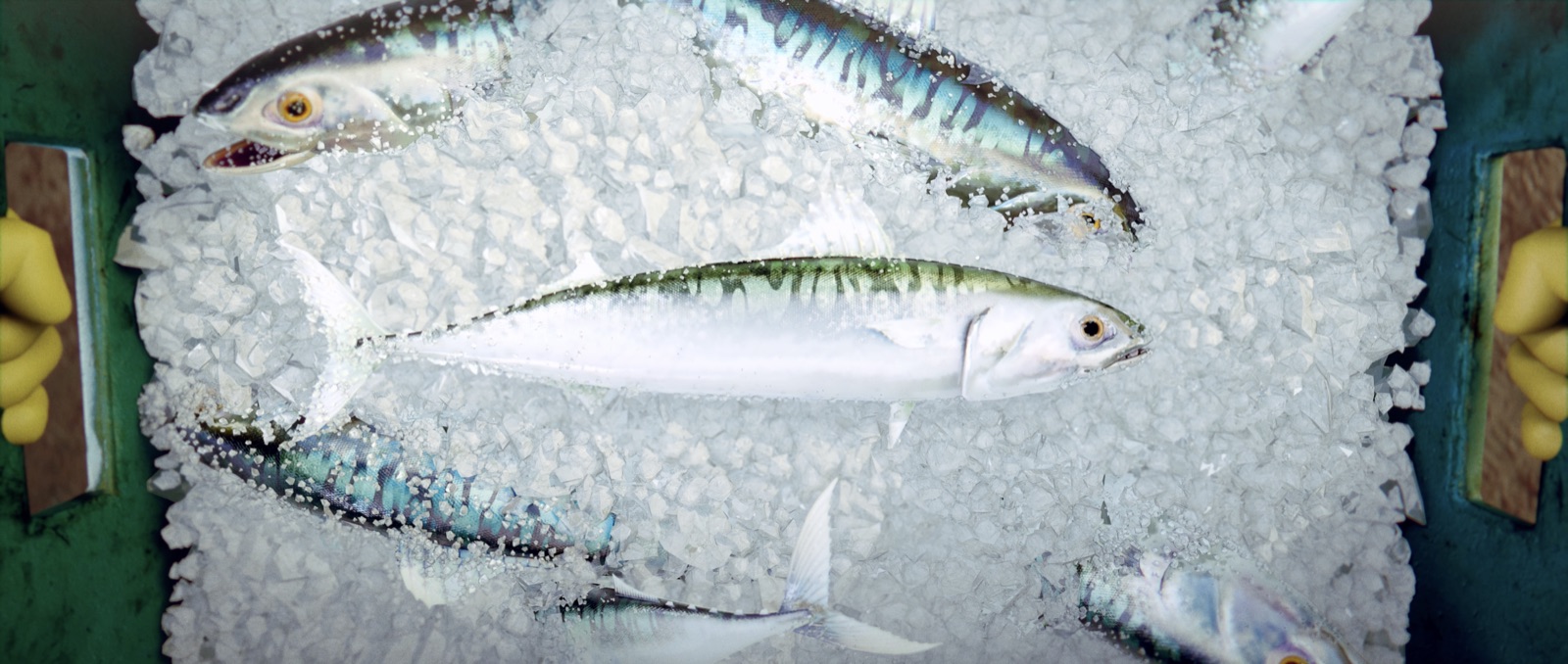 Fishlike, image 3
