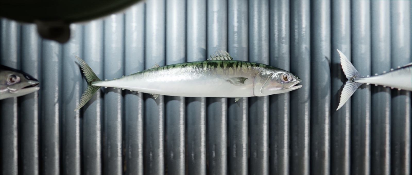 Fishlike, image 4